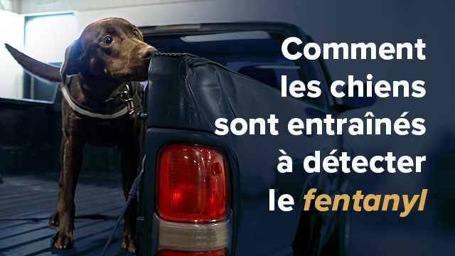Comment les chiens détecteurs sont dressés pour repérer le fentanyl