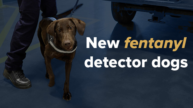 Canada’s first fentanyl-detection dogs are now on duty