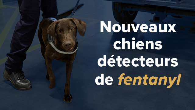 Les premiers chiens détecteurs de fentanyl du Canada sont en service